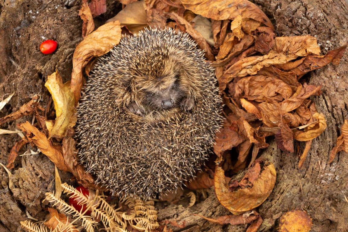 Comment aider les hérissons à affronter l'hiver en 7 astuces