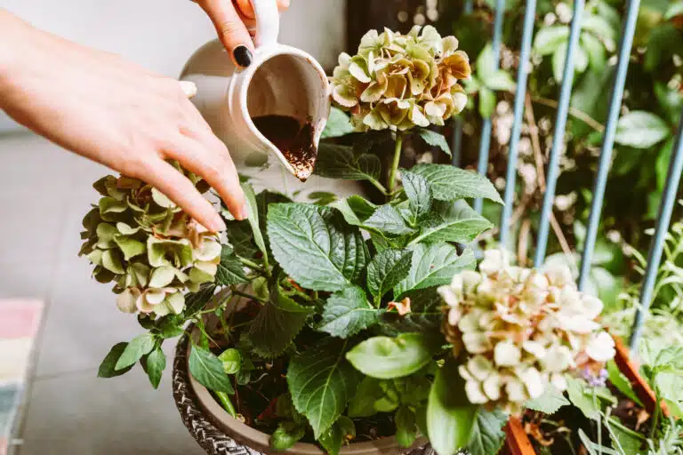 marc de caf&eacute; plantes hortensias