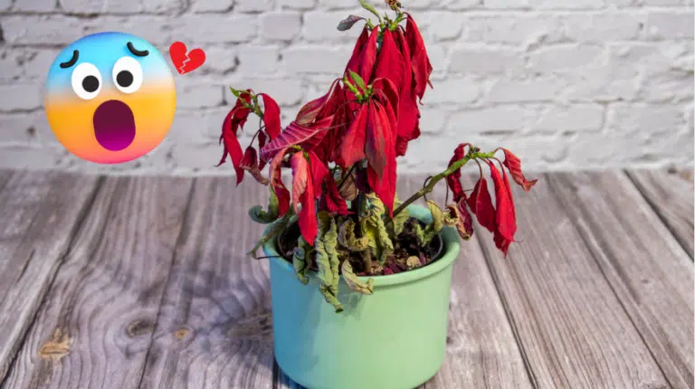 plante ab&icirc;m&eacute;e par le chauffage comment prot&eacute;ger les plantes des radiateurs
