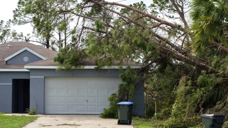 plantes-et-arbres-&agrave;-&eacute;viter-pr&egrave;s-de-sa-maison