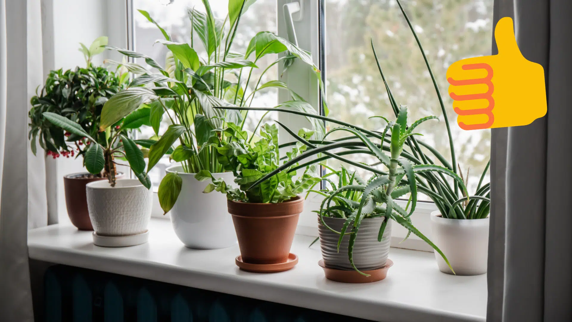 plantes et chauffage radiateur
