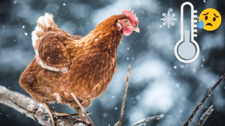 comment prot&eacute;ger ses poules en hiver