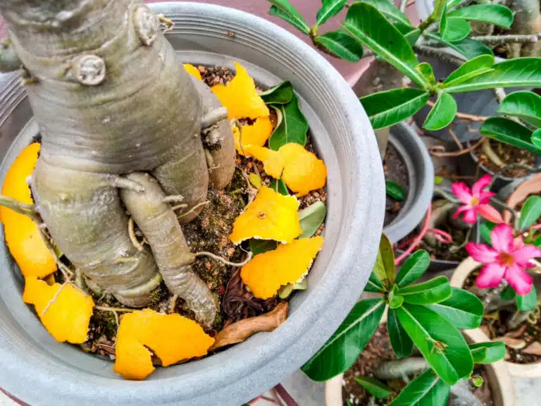 Peau d’orange ou peau d'agrumes comme engrais organique pour les plantes du jardin