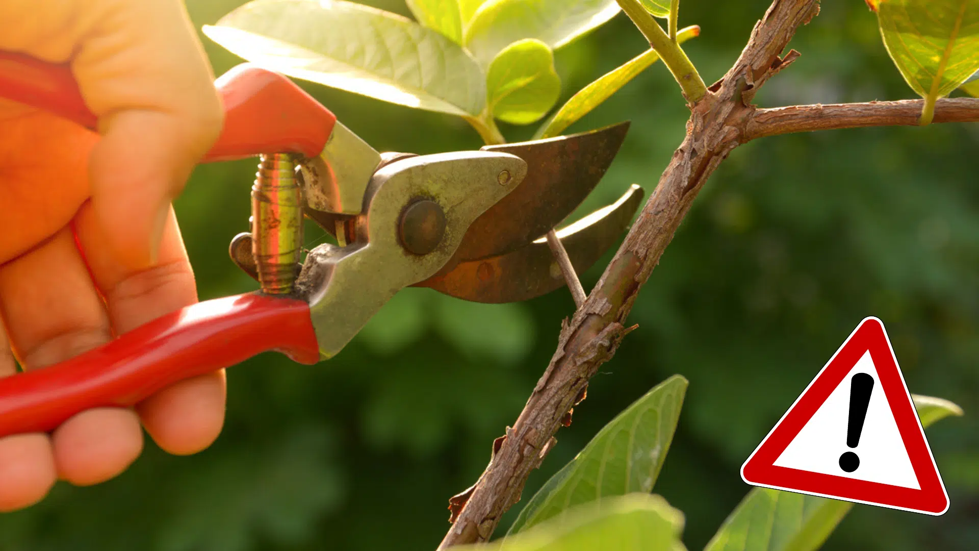 Jardinier &eacute;lagage arbres avec des cisailles tailler un arbre branche s&eacute;cateur