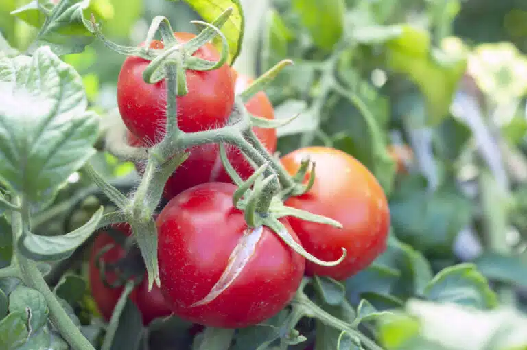 Fissuration d&rsquo;une tomate fentes de croissance tomates fendues
