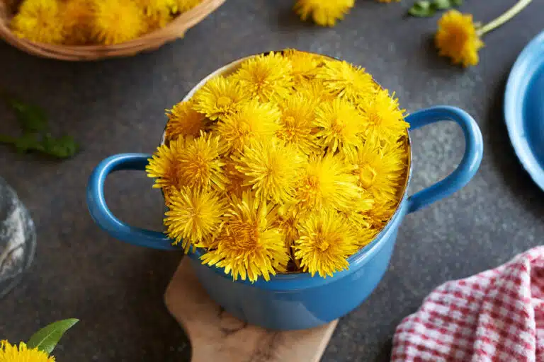 Fleurs de pissenlit fra&icirc;ches dans un pot cuisiner les pissenlits