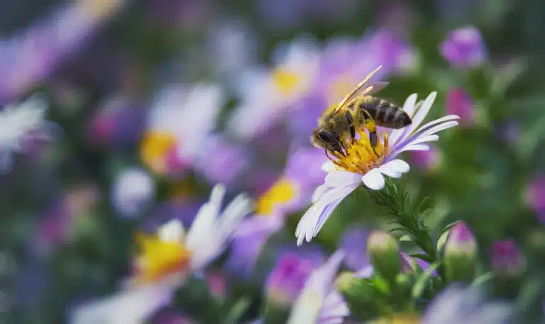 abeille sur une fleur auxiliaires du jardin insectes pollinisateurs abeilles