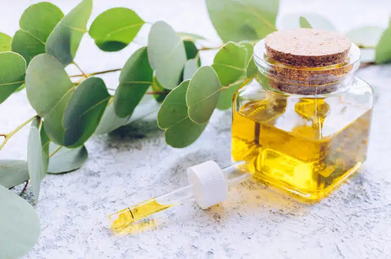huile essentielle d'eucalyptus citronn&eacute; huiles essentielles douleurs articulaires articulations arthrose arthrite