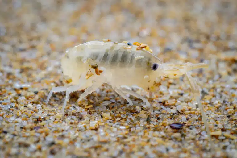 Talitrus saltator puces de mer en &eacute;t&eacute;