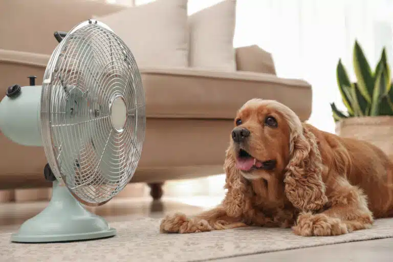 chien Cocker anglais Spaniel ventilateur forte chaleur estivale &eacute;t&eacute; canicule