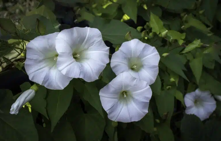 liseron jardin