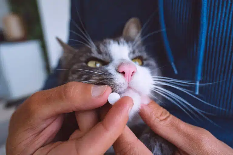 Chat pilule comprim&eacute; vitamines m&eacute;dicament traitement