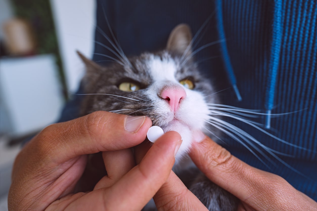 Fini, la galère ! Voici 6 astuces pour que votre chat prenne ENFIN son ...