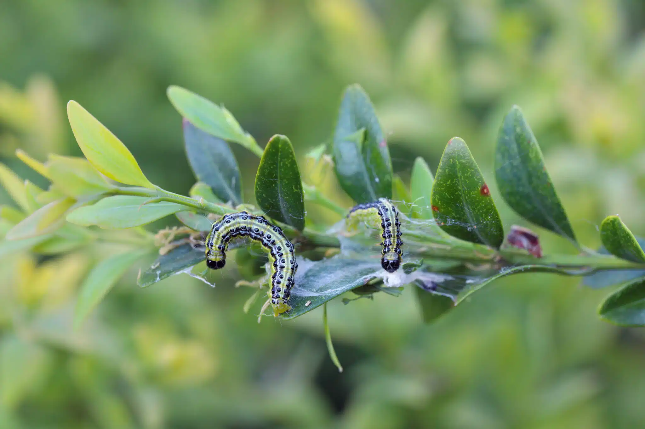 Chenilles de la pyrale du buis (Cydalima perspectalis) sur buis (Buxus sempervirens)