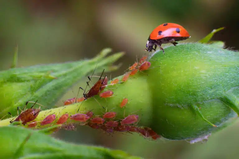 Coccinelle pr&eacute;dateur des poux, protection biologique sur bouton de rose affect&eacute;
