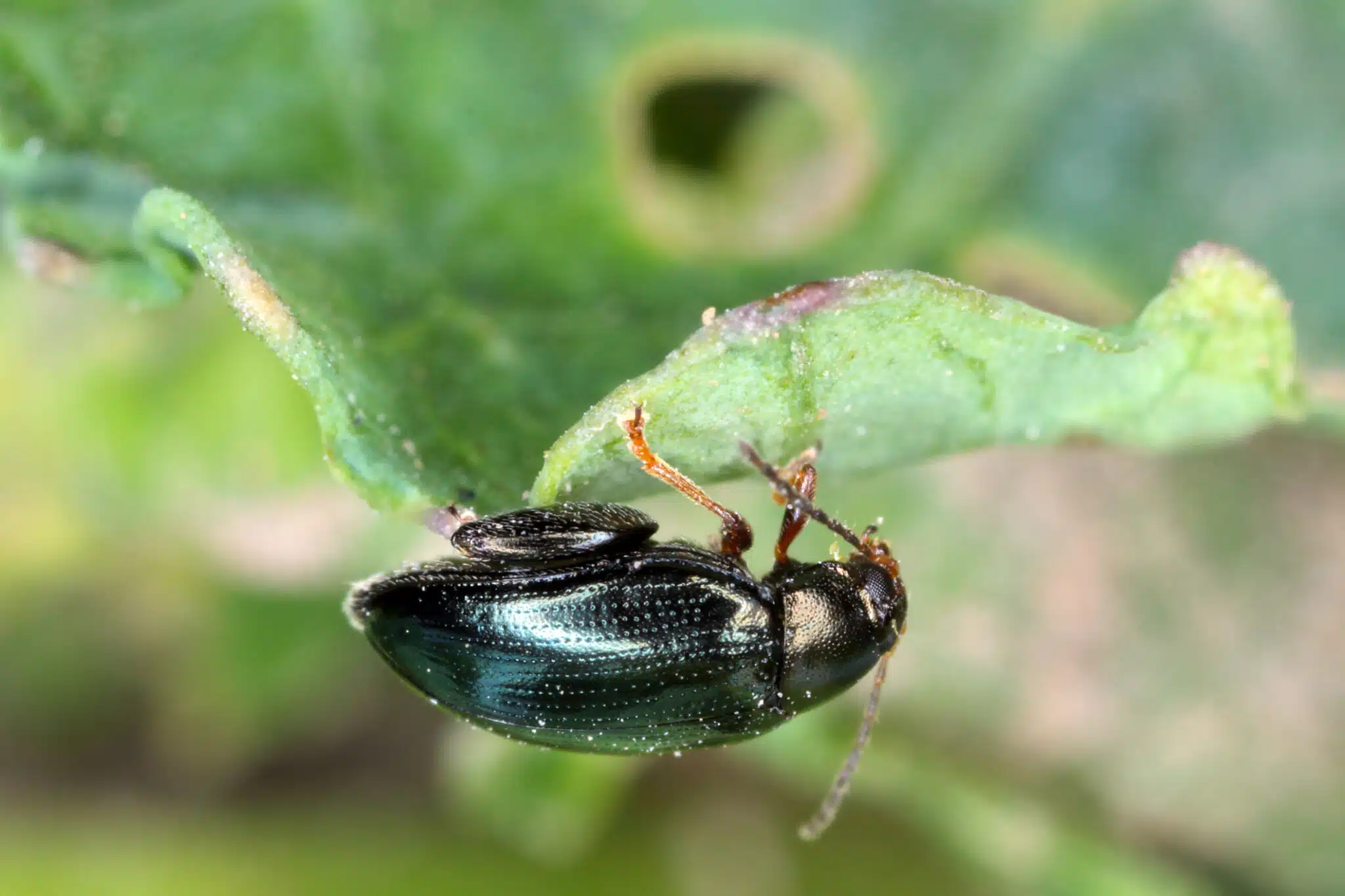Col&eacute;opt&egrave;re des puces de tige de chou altise (Psylliodes chrysocephala)