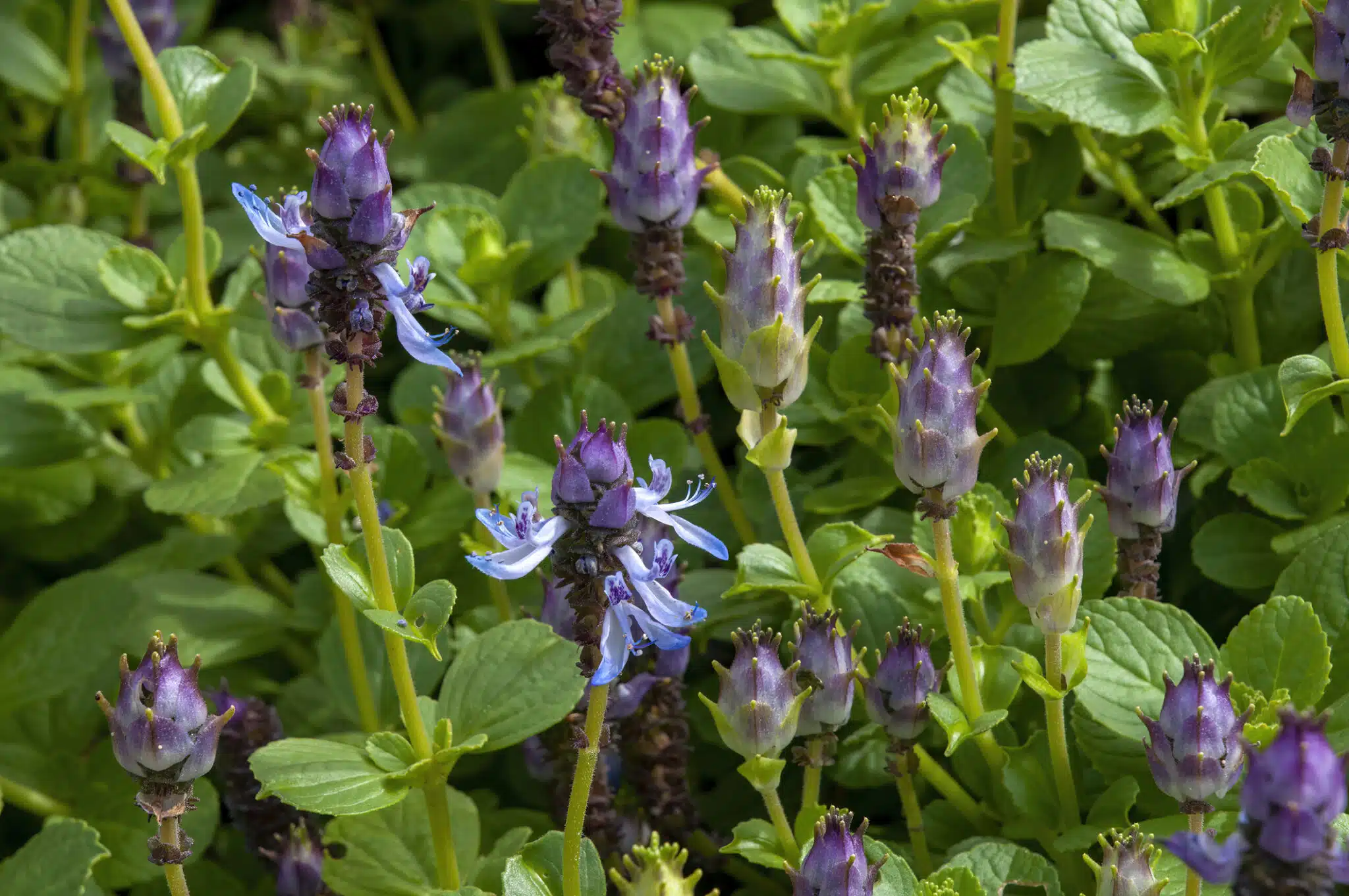 Coleus caninus (Plectranthus caninus) plante r&eacute;pulsive contre chat et chien