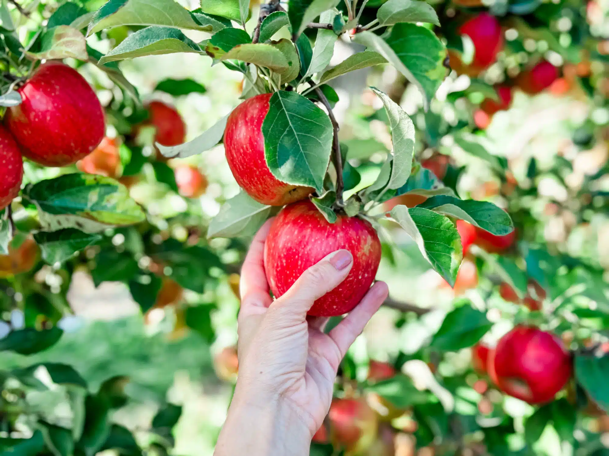 Cueillette de pommes arbre fruitier pommier jardin verger