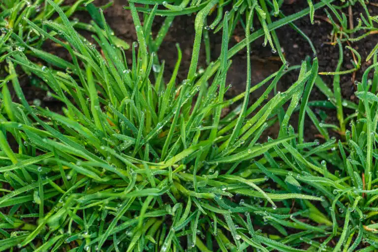 Elymus repens chiendent ros&eacute;e du matin