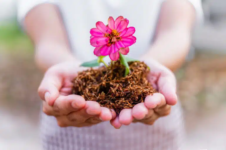 Fleur zinnia plante semis