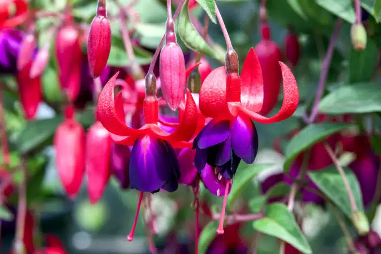 Fleurs de fuchsia plante jardin fleuri