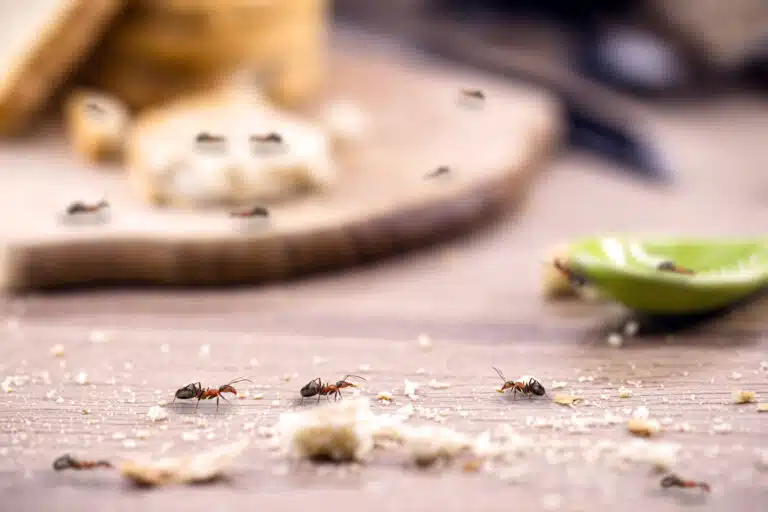 Infestation de fourmis &agrave; l&rsquo;int&eacute;rieur d&rsquo;une cuisine invasion d'insectes
