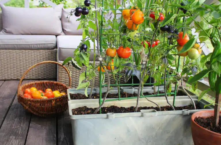 Jardin potager sur une terrasse. Tomates rouges, oranges, jaunes, noires. R&eacute;colte petit espace vert jardini&egrave;res potager urbain
