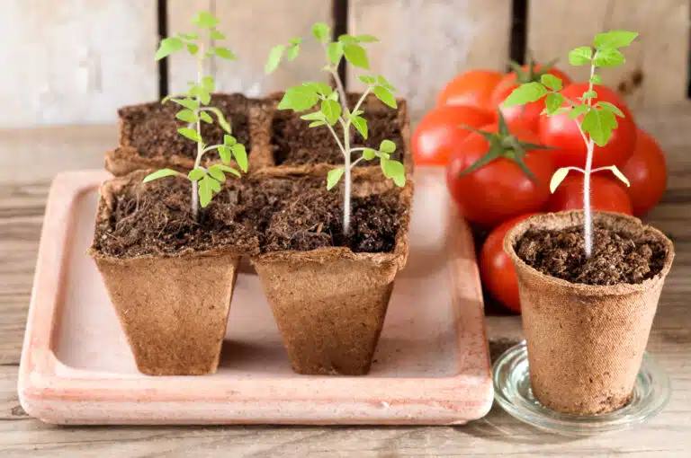 Les jeunes plants semis de tomate et des tomates m&ucirc;res semer planter plantules jeunes pousses