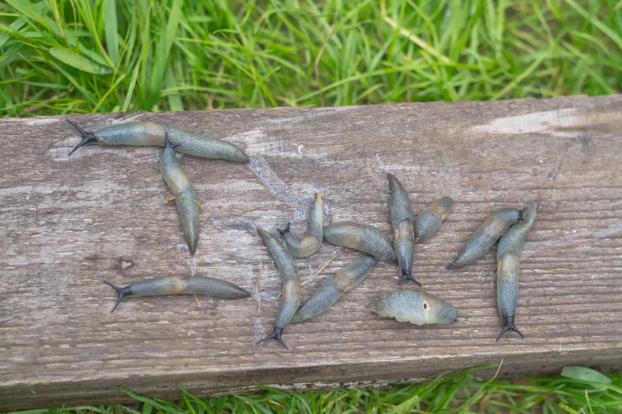 Limaces sur une planche de bois mouill&eacute;e pi&egrave;ges en cas d'infestation