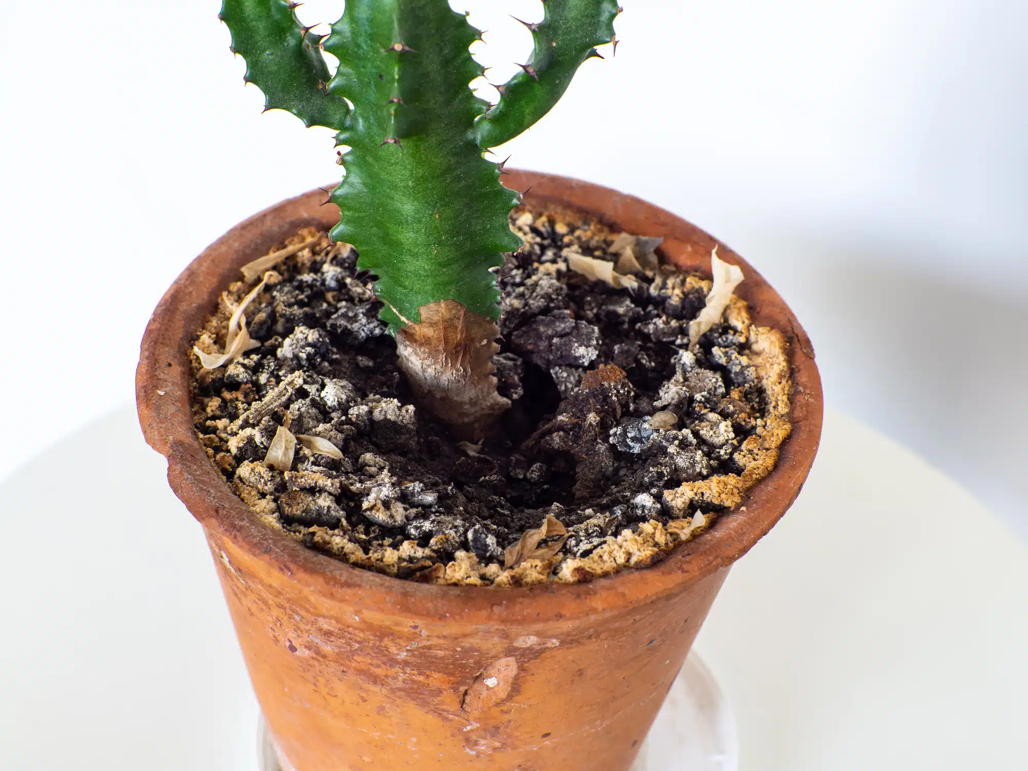 Moisissure dans le pot de fleurs dans le sol de la plante d&rsquo;int&eacute;rieur terreau moisi