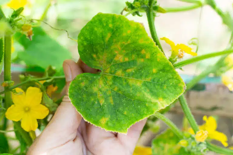 Plant de concombre &agrave; fleurs et feuilles jaunes affect&eacute;es par la maladie de la mosa&iuml;que du concombre