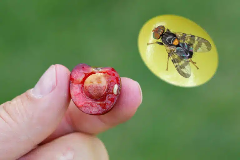 Rhagoletis cerasi mouche des cerises ravageur des cultures de cerises