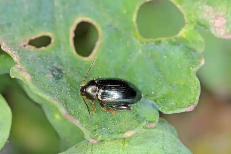 altise du colza (Psylliodes chrysocephalus) insecte col&eacute;opt&egrave;re