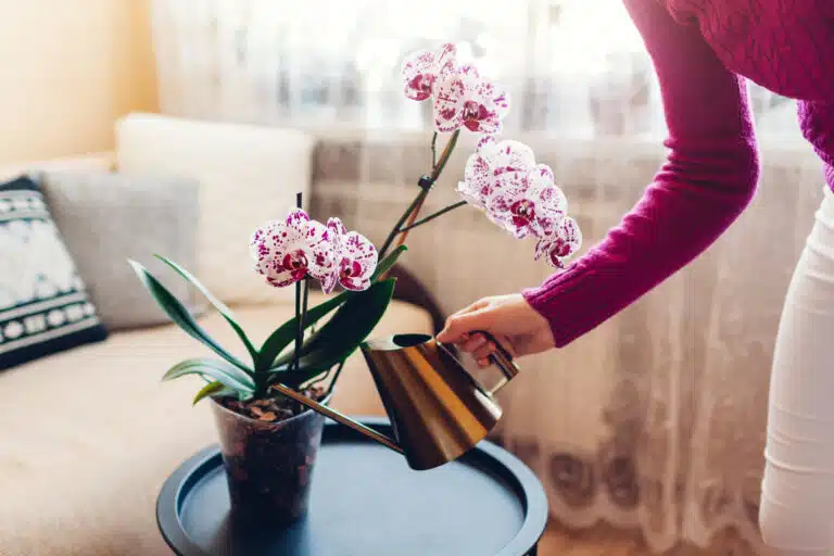 arroser orchid&eacute;e fleurissante arrosage orchid&eacute;es fleurs
