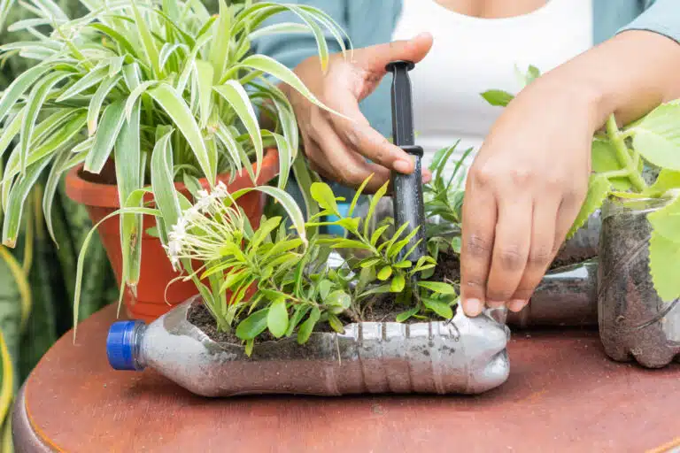 bouteilles en plastique recycl&eacute;es au jardin potager plantes