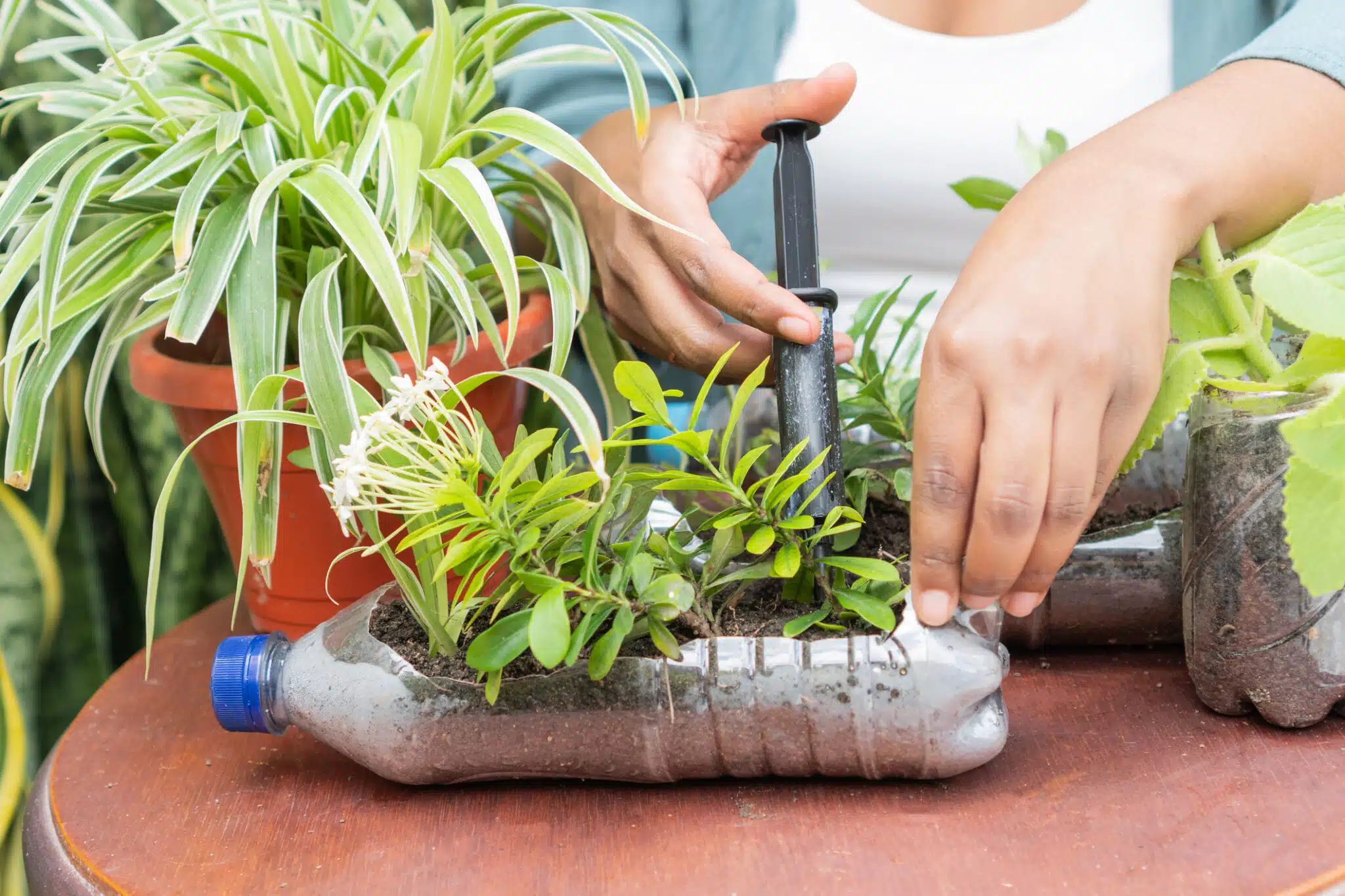 bouteilles en plastique recycl&eacute;es au jardin potager plantes