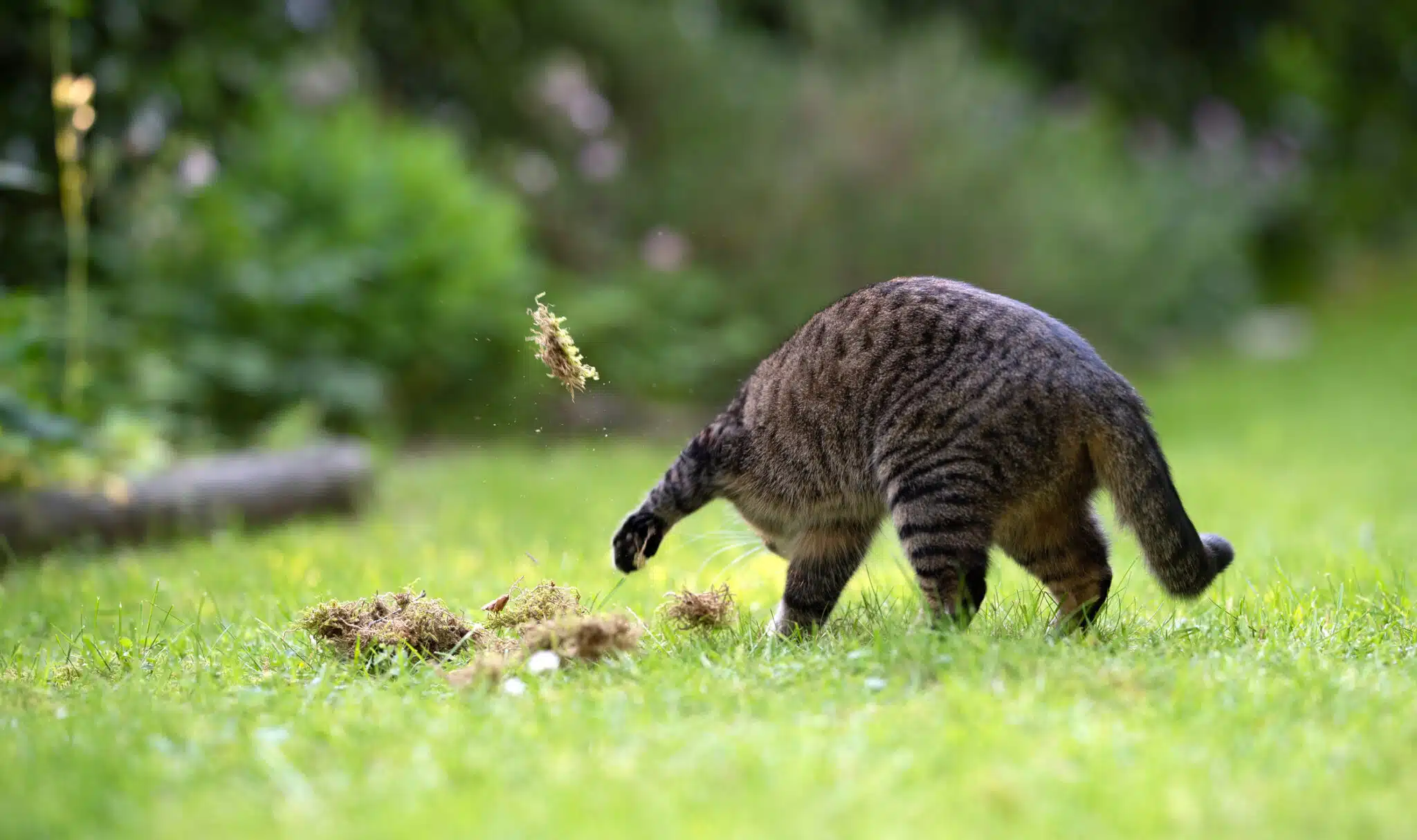 chat creuse la terre du jardin 