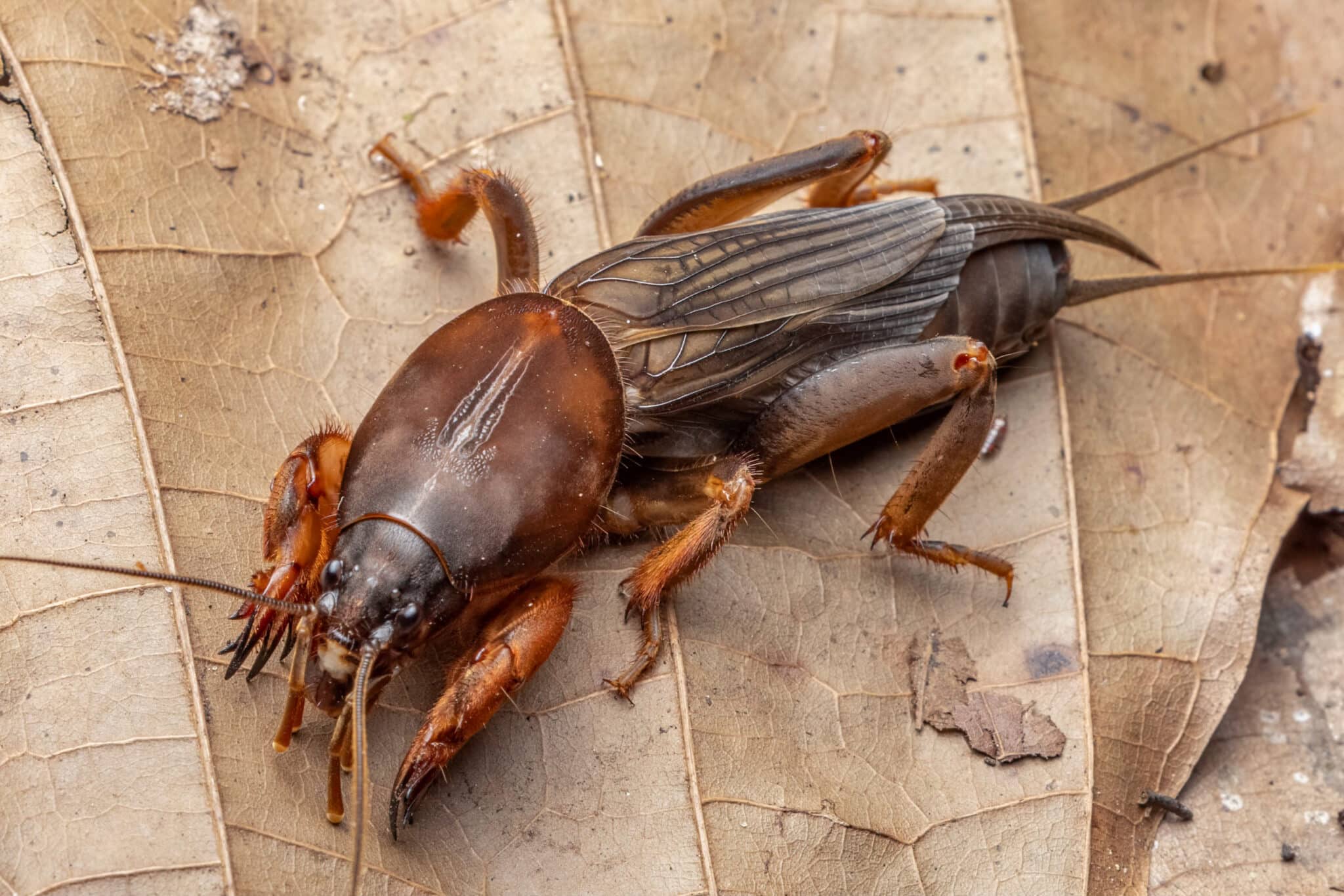 Cet insecte peut détruire vos plantations en une nuit ! Découvrez cet ...