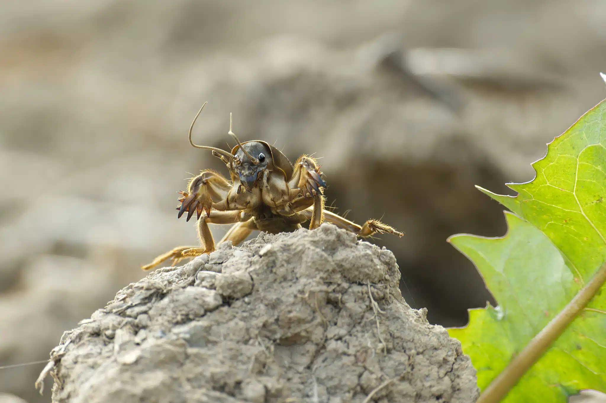 courtili&egrave;re (Gryllotalpa gryllotalpa) ravageur dangereux