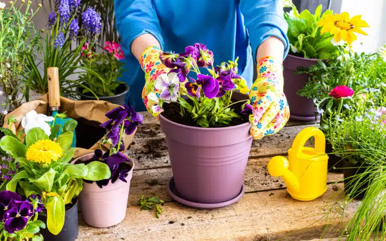 fleurs jardin printemps pots de fleurs