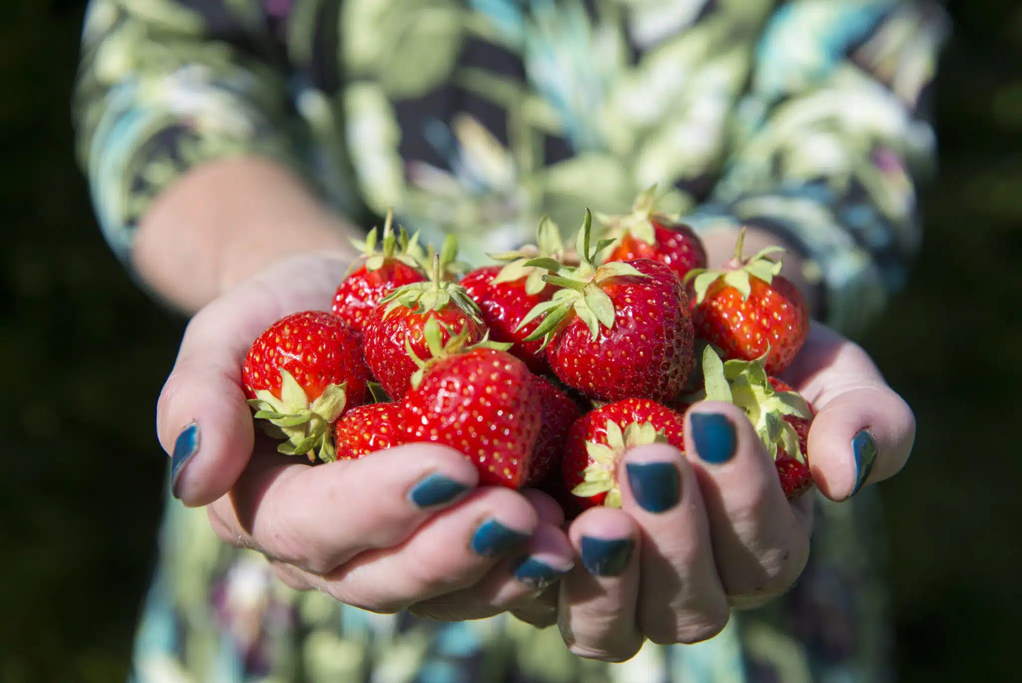 fraises fra&icirc;chement cueillies dans le jardin potager fraisiers productifs r&eacute;colte rendement du fraisier