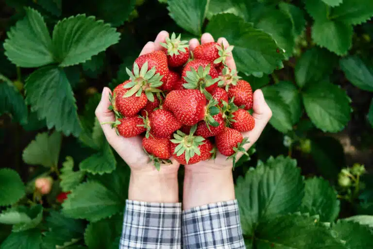 fraises fraîchement cueillies dans le jardin fraisiers productifs récolte rendement