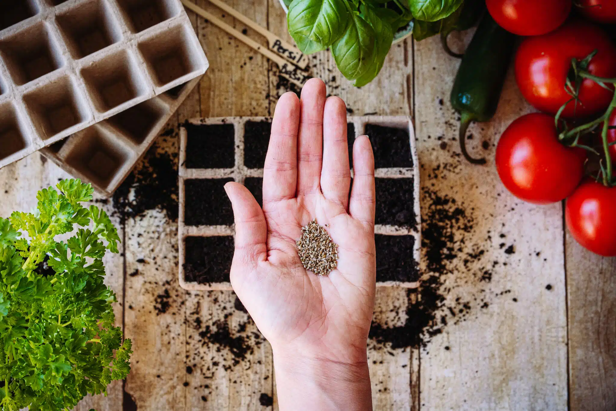 graines de plantes semis jardin travaux de jardinage semer