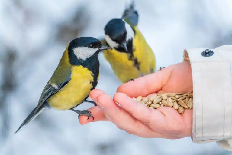 graines pour oiseaux. alimentation saisonni&egrave;re des oiseaux
