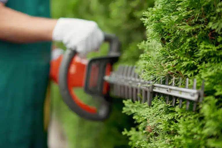 interdit taille haie 15 mars
