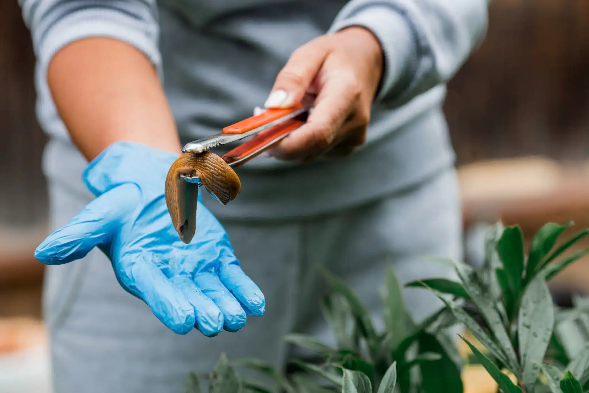 limace espagnole Arion lusitanicus infestation invasion de limaces dans le jardin ou potager