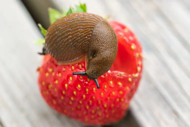 limace fraise du potager