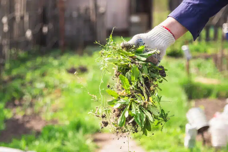 mauvaises herbes du jardin ou potager d&eacute;sherber d&eacute;sherbage