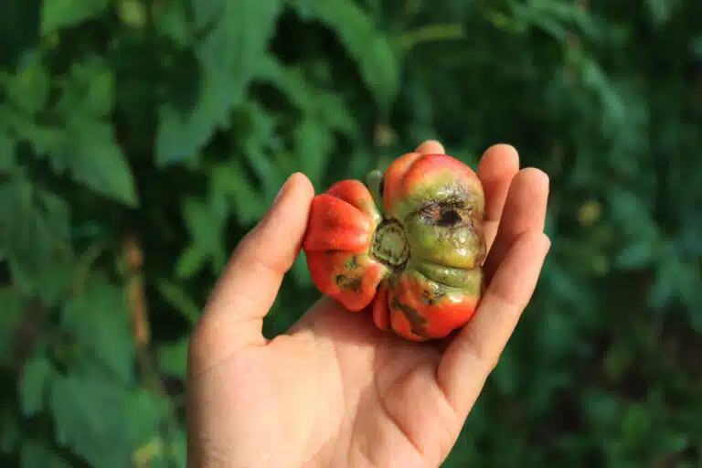 mildiou tomates tomate potager