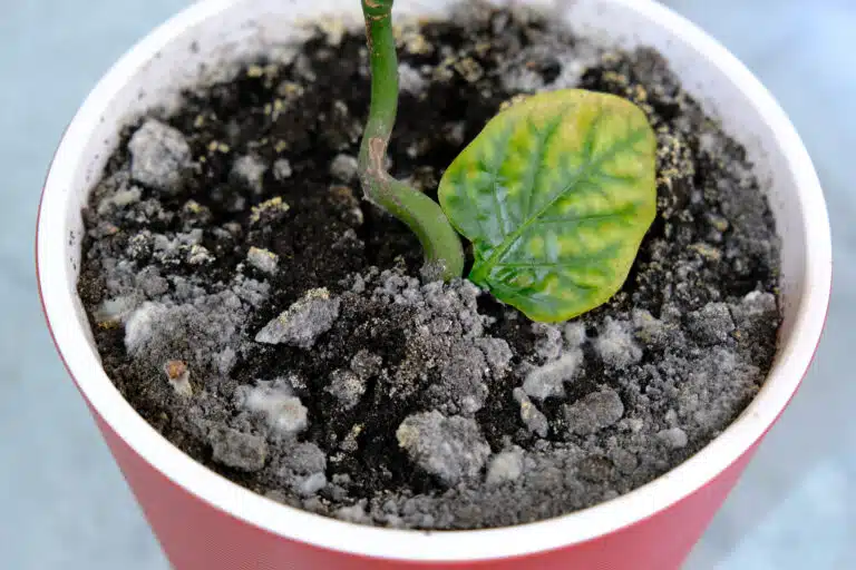 moisissure terreau plante moisi